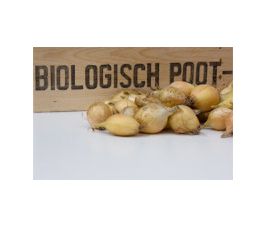 Plantui Sturon maat 22/26, 50stuks - BIO