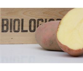 Pootaardappelen, Raja (rood) maat 28/40, 1,38 kg (50 stuks) - BIO