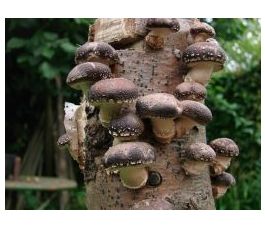 Shiitake (200 stuks)