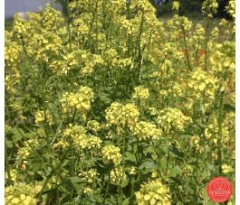 Gele mosterd 75g - BIO