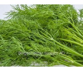 Dille - Zaadschijf - BIODYNAMISCH