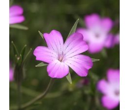 Agrostemma githago - Bolderik - BIO