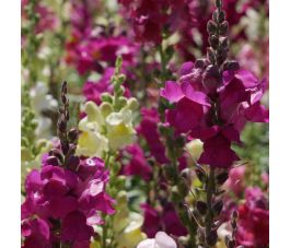 Leeuwenbek - Antirrhinum majus - BIO