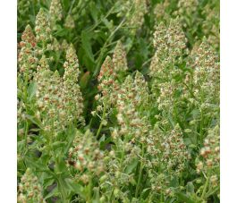 Reseda odorata - Reseda - BIODYNAMISCH - 50% korting wegens verminderde kiemkracht