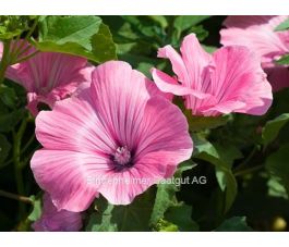 Lavatera trimestris - Grootbloemige lavatera - BIODYNAMISCH
