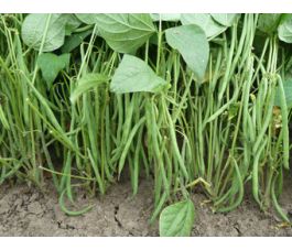 Struikboon - Compass - BIO