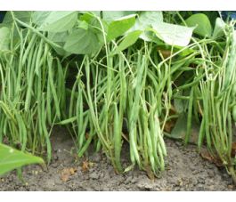 Struikboon/stamslaboon -  Faraday - BIO