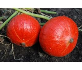 Pompoen - Solor - BIO