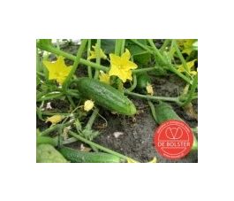 Augurk - Hokus - BIO