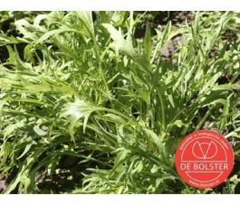 Raapsteel - Mizuna - BIO