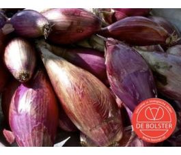 Ui - Red Long of Florence - BIO