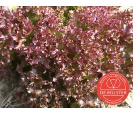 Krulsla - Lollo rossa - BIO