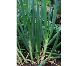 Stengelui - Ishikura Long White - BIO