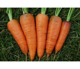 Wortel - Oxhella - BIO