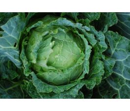 Savooikool - de Pontoise - BIO