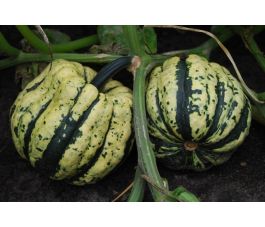 Pompoen - Sweet dumpling - BIODYNAMISCH