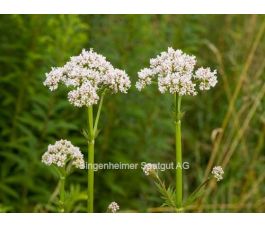 Valeriana officinalis - Valeriaan - BIODYNAMISCH