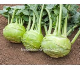 Koolrabi - Superschmelz - BIODYNAMISCH