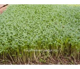 Tuinkers - Lepidium sativum - 20g - BIODYNAMISCH