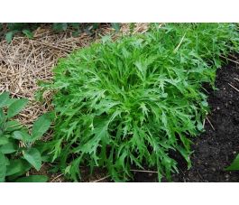 Aziatische sla - Mizuna - BIODYNAMISCH