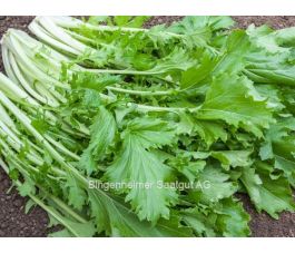 Raapsteel/Bladmoes - Namenia - BIODYNAMISCH