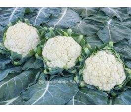 Bloemkool - Neckarperle - BIODYNAMISCH