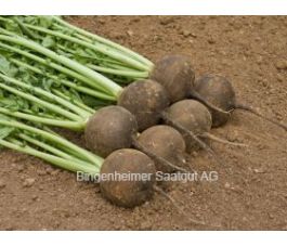 Rammenas - Runder schwarzer winter - BIODYNAMISCH