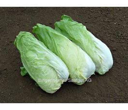 Groenlof (suikerbrood) - Zuckerhut - BIODYNAMISCH