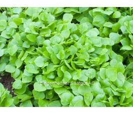 Winterpostelein - BIODYNAMISCH