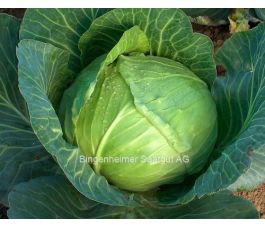 Witte kool - Holsteiner platter - BIODYNAMISCH - 50% korting - verminderde kiemkracht