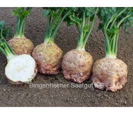 Knolselder - Mars - BIODYNAMISCH - 50% korting wegens verminderde kiemkracht