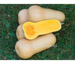 Pompoen - Butternut waltham - BIODYNAMISCH