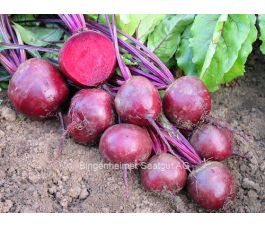 Rode biet - Robuschka - BIODYNAMISCH