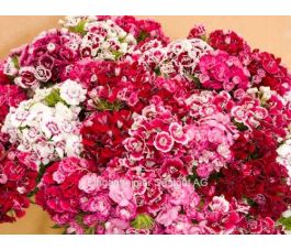 Dianthus barbatus - Duizendschoon - BIODYNAMISCH