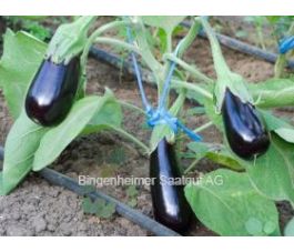 Aubergine - de Barbentane - BIO