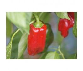 Paprika - Rosso - BIO