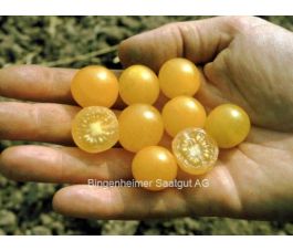 Wilde tomaat - Golden Currant - BIODYNAMISCH