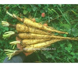 Haverwortel - BIODYNAMISCH