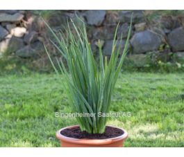 Stengelui/grove bieslook - Winterheckenzwiebel - BIODYNAMISCH