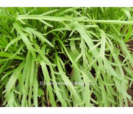 Hertshoornweegbree - BIODYNAMISCH