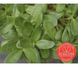 Fenegriek voor kiem 25g - BIO