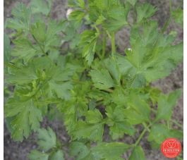 Peterselie - Gewone Snij - BIO