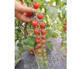 Tomaat - Anabelle - BIODYNAMISCH