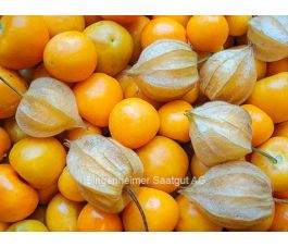 Goudbes (Physalis peruviana) - Schönbrunner Gold - BIODYNAMISCH