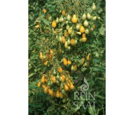 Tomaat - Dattelwein - BIODYNAMISCH