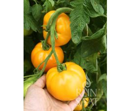 Tomaat - Valencia - BIODYNAMISCH