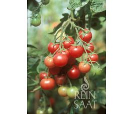 Tomaat - Brandywine Sherry - BIO