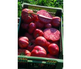 Tomaat - Olena Ukrainian - BIODYNAMISCH