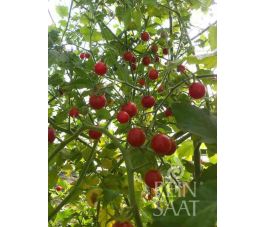 Tomaat - Rote Ribisel - BIODYNAMISCH