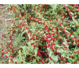 Aardbeispinazie - gestekeld - BIO